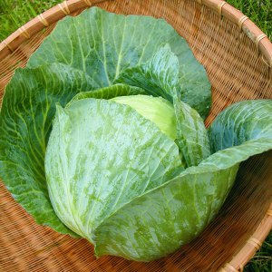 Hybrid Cabbage