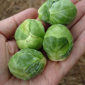 Brussel Sprouts